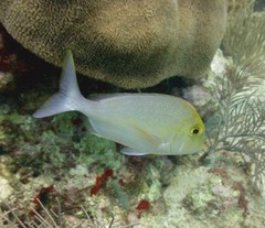 Saucereye Porgy photo 4