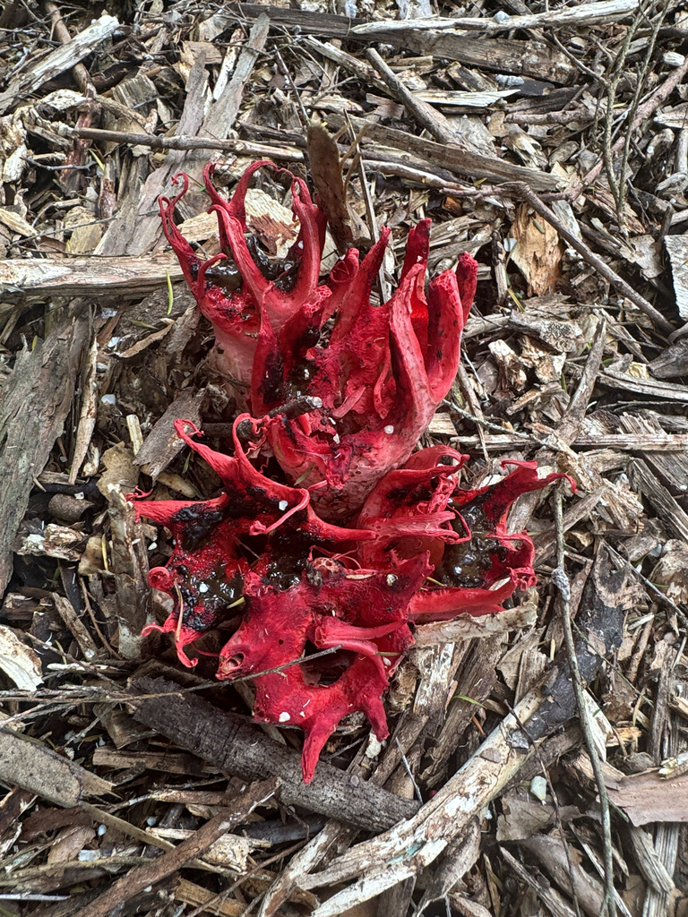 Aseroe rubra · November 2025 · photo: © iandickie (iNaturalist, cc-by)