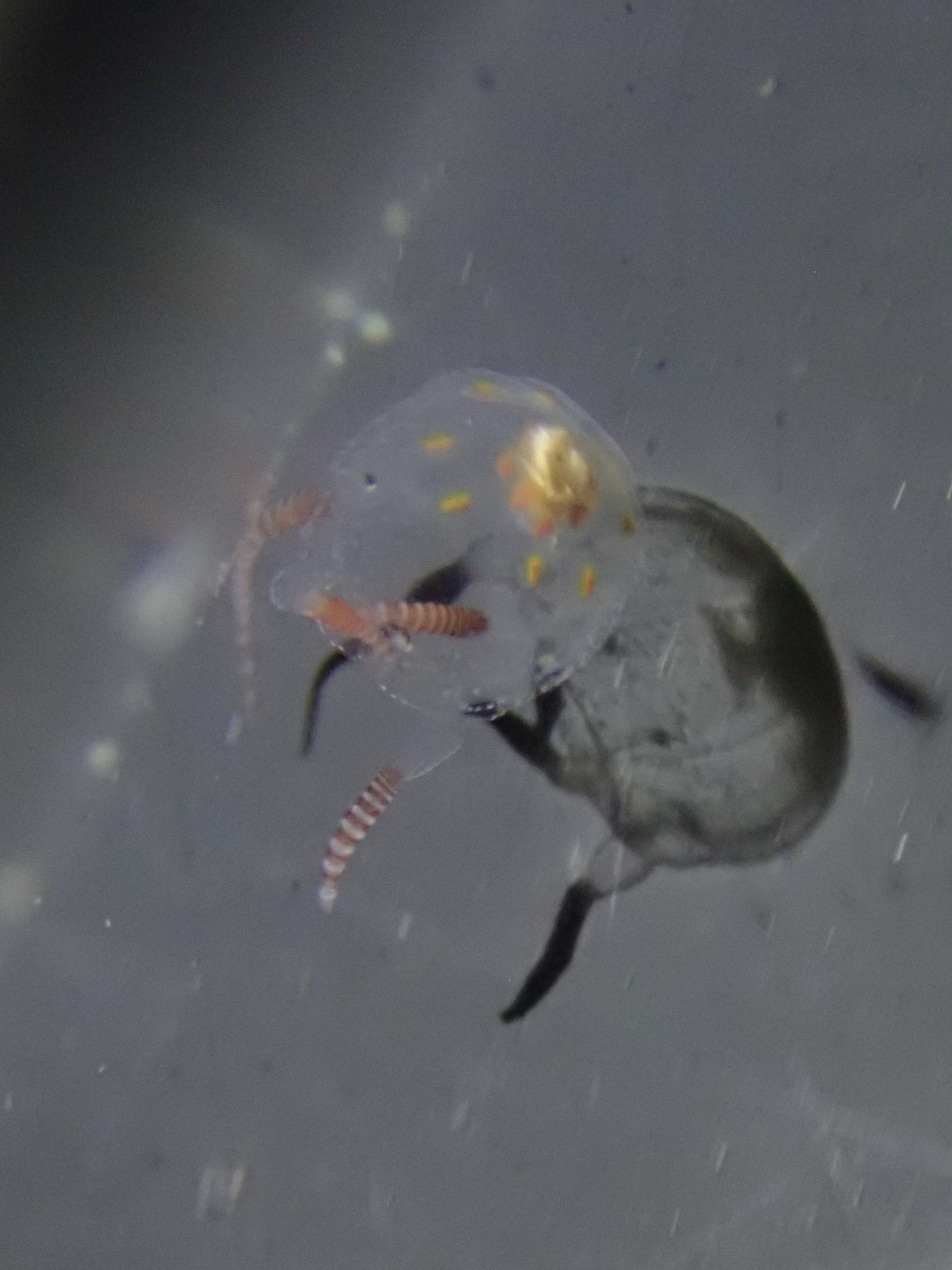 Copula sivickisi (Stiasny, 1926)