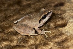 Secret Robber Frog photo 2