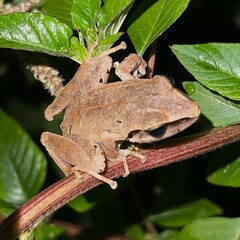 Secret Robber Frog photo 5