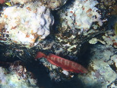 Heteropriacanthus cruentatus