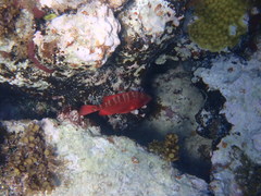 Heteropriacanthus cruentatus