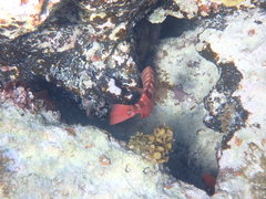 Heteropriacanthus cruentatus