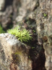 Zygodon viridissimus