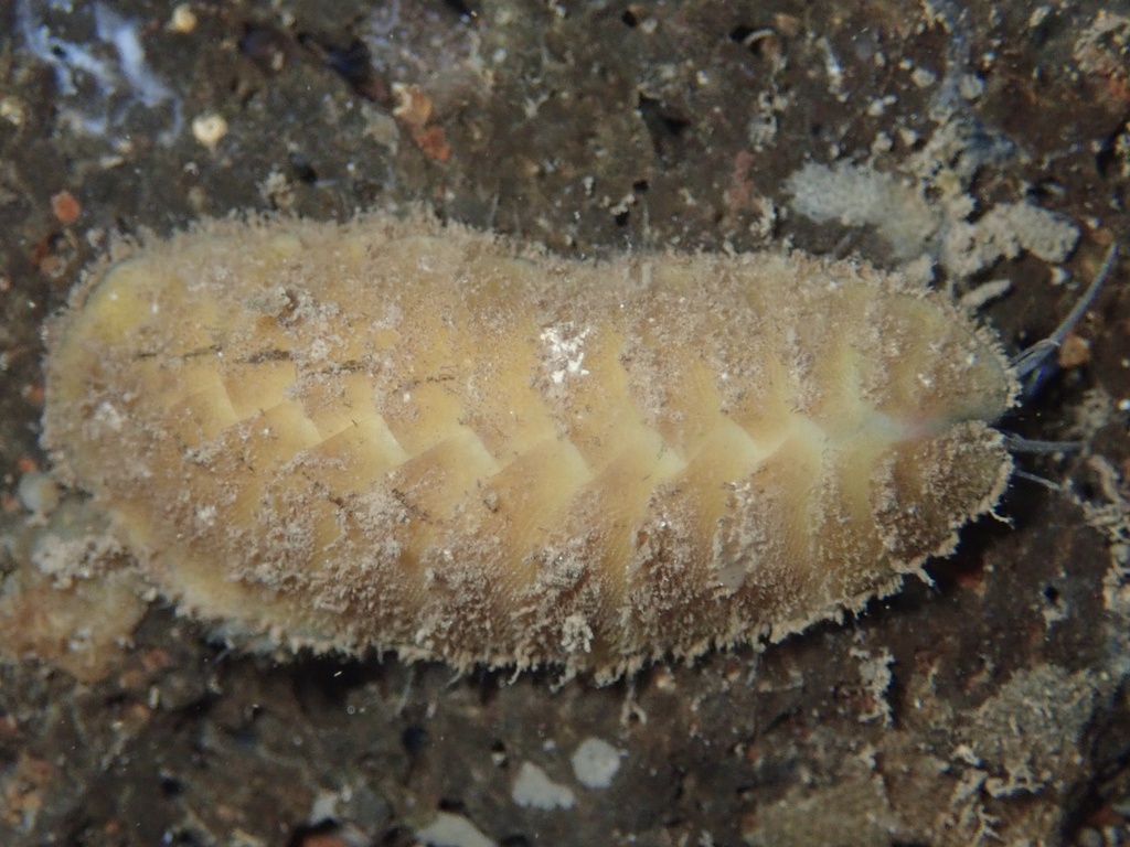 Iphione muricata