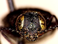 Phaenops