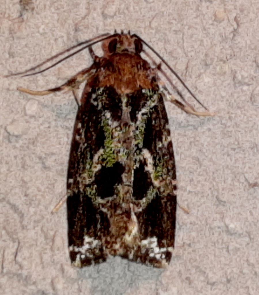 Orthocomotis magicana