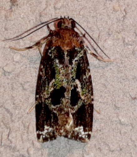 Orthocomotis magicana
