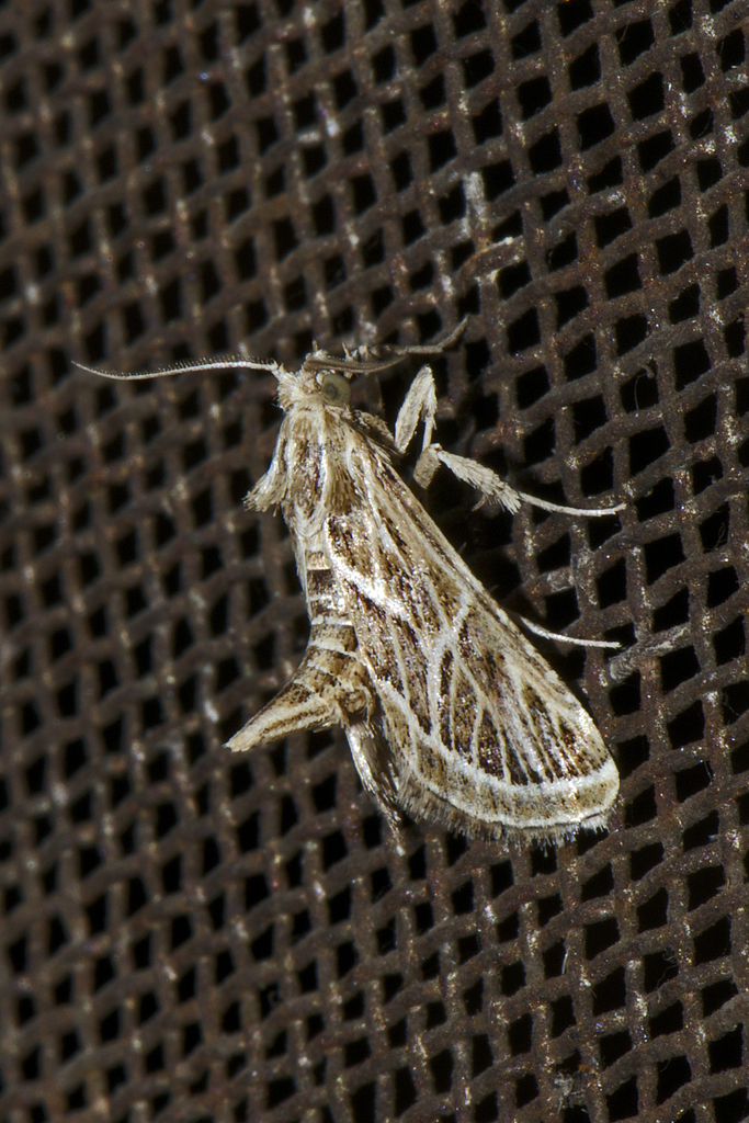 Loryma recusata