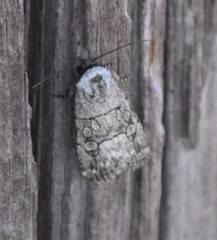 Sympistis sectiloides