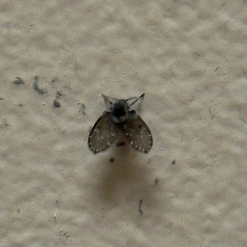 Unknown species found near Broadcast Center, Chicopee, MA, US