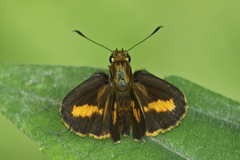 Oriens goloides