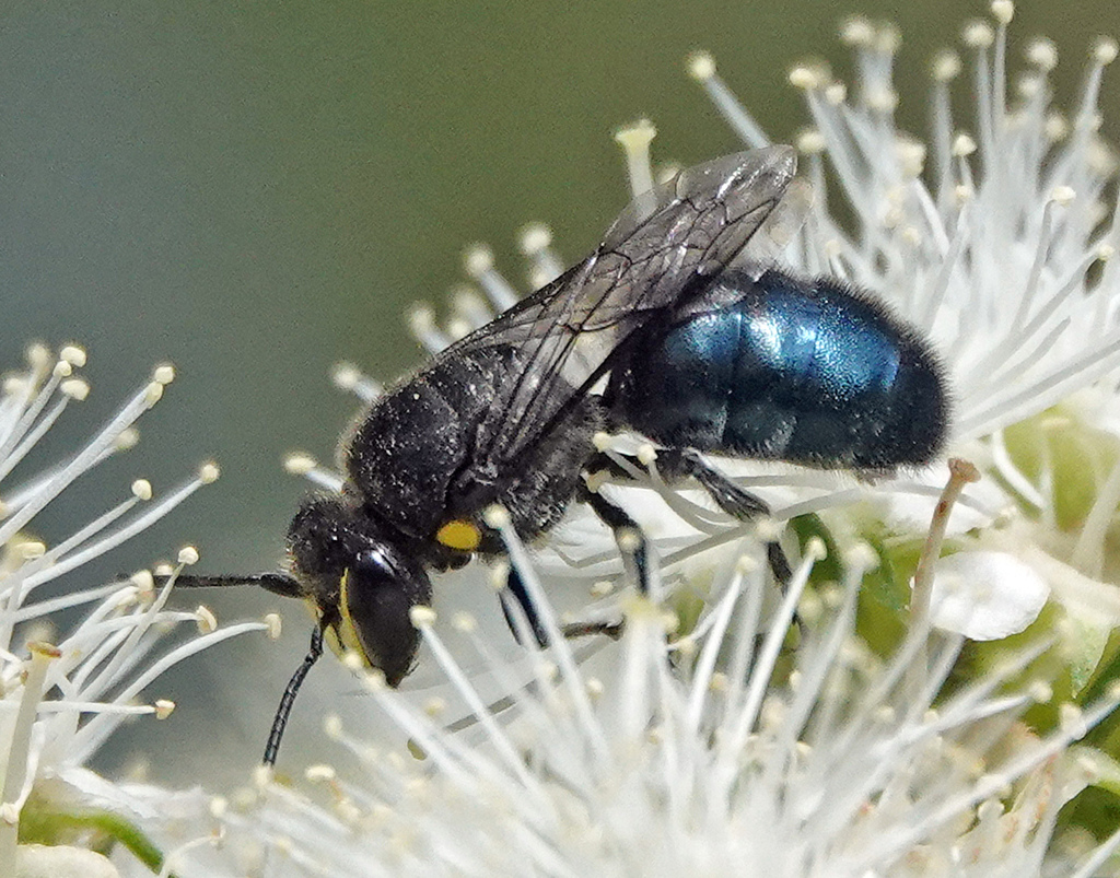 Banksia Masked Bee from Bermagui NSW 2546, Australia on November 19 ...