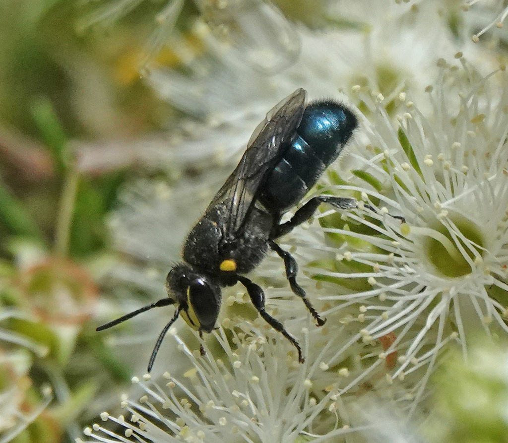 Banksia Masked Bee from Bermagui NSW 2546, Australia on November 19 ...