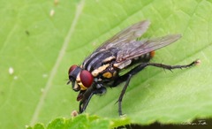 Oxysarcodexia terminalis