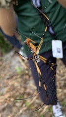 Trichonephila clavipes image