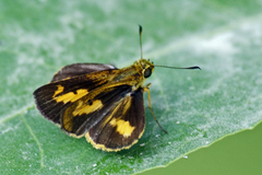 Oriens goloides