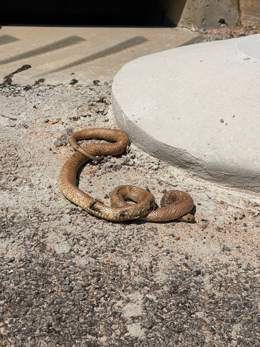 Western Brown Snake sighting