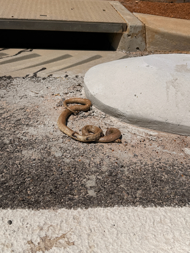 Western Brown Snake