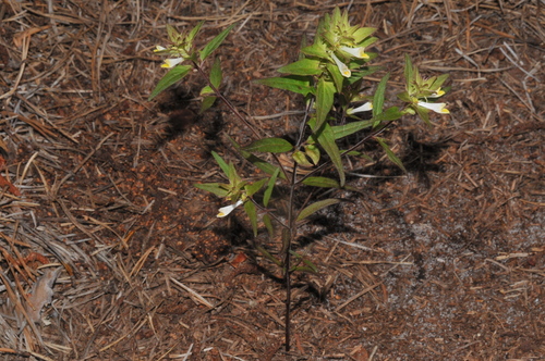 narrowleaf cow wheat (Melampyrum lineare)