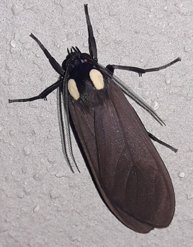 Opharus bimaculata