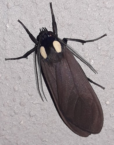 Opharus bimaculata
