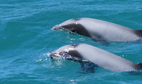 Hector's Dolphin
