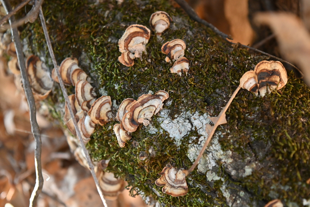 Stereum lobatum · November 2025 · photo: © merkertgrace (iNaturalist, cc-by)