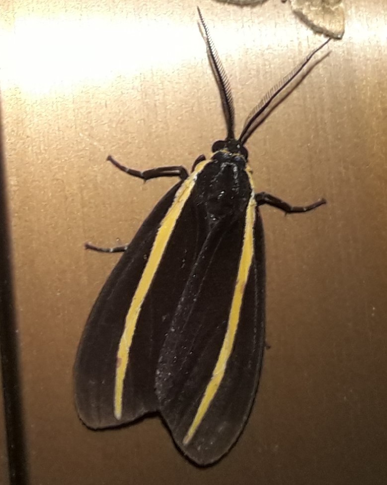 Josiomorpha penetrata