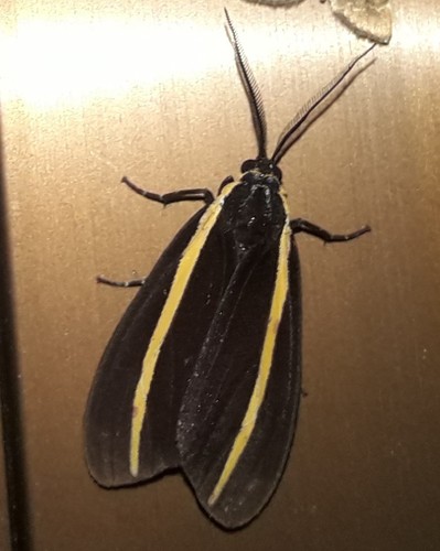 Josiomorpha penetrata