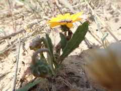 Arctotis breviscapa