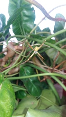 Argiope argentata