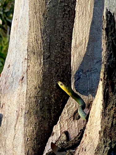 Common Tree Snake sighting