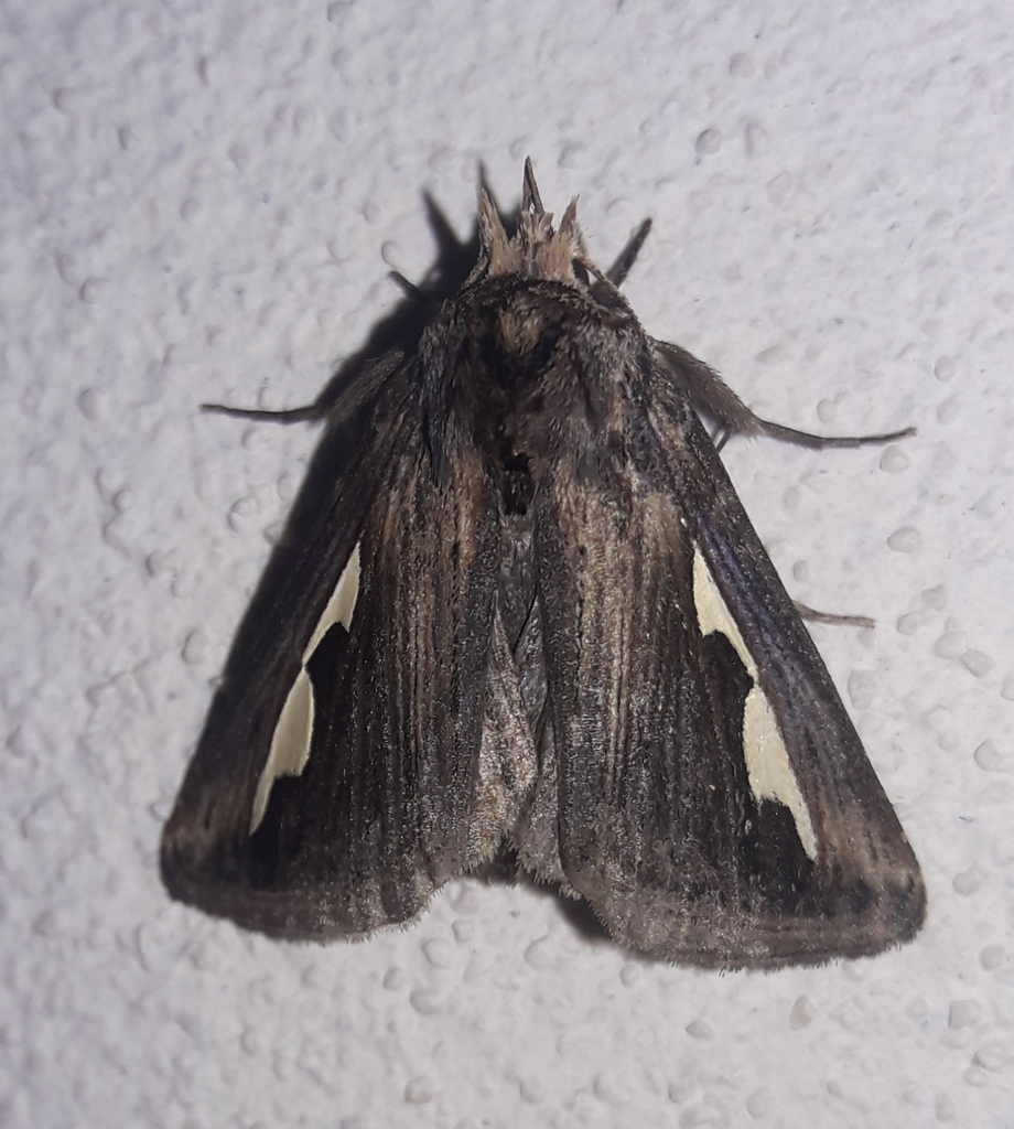 Silvered Prominent