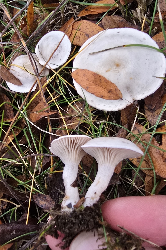 Clitocybe sp. 'rivulosa-PNW07' · November 2025 · photo: © leannestacy (iNaturalist, cc0)