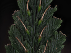 Abrodictyum elongatum