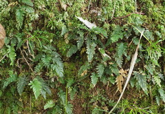 Abrodictyum elongatum