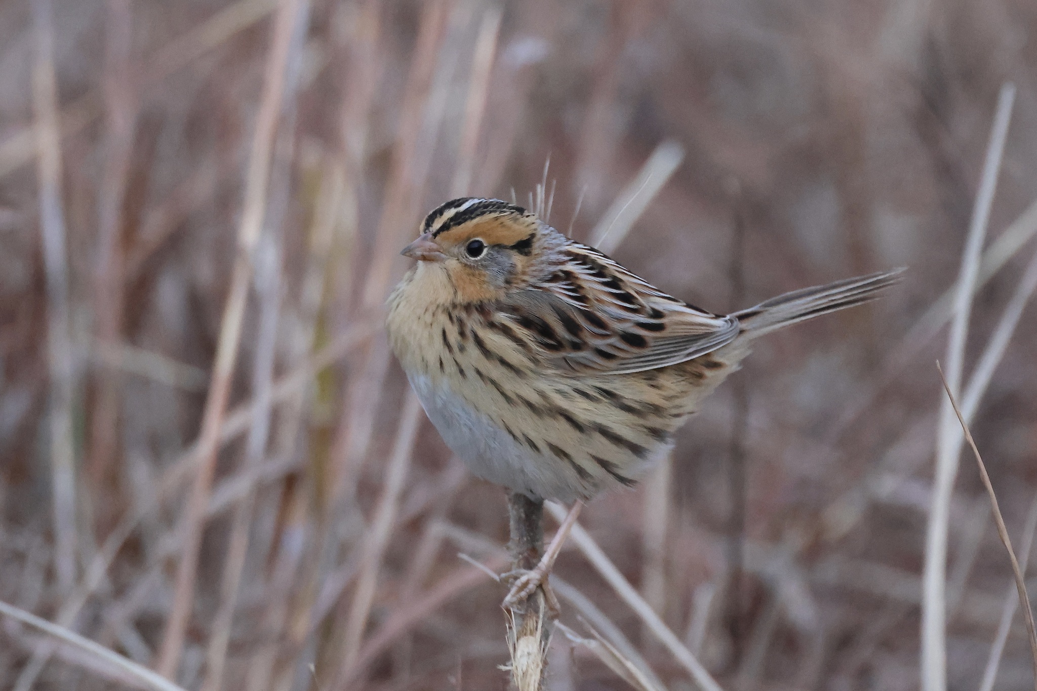 Ammospiza leconteii (Audubon, 1844)