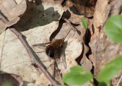 Bombylius discolor