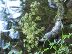 Cicuta douglasii