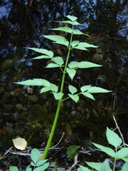 Cicuta douglasii