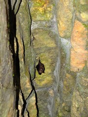Peropteryx