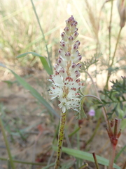 Lachenalia contaminata