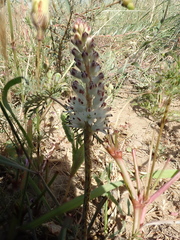 Lachenalia contaminata