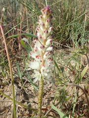 Lachenalia contaminata