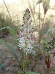 Lachenalia contaminata