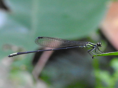 Pseudagrion kibalense