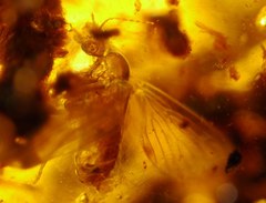 Sycoracinae