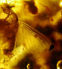 Sycoracinae